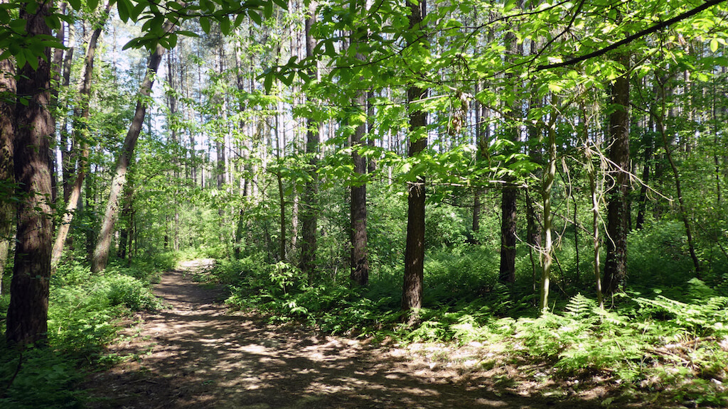 Molenheide en Demerbroeken