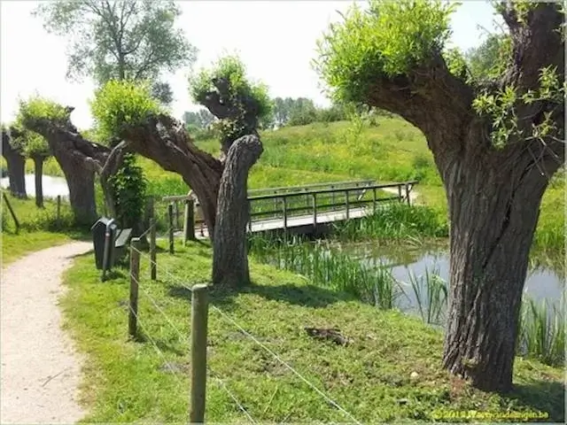 path with pollarded willows