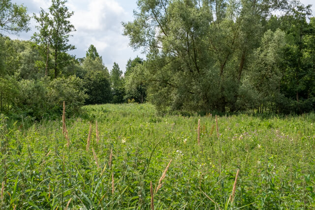 Antitankgracht en Haachts Broek