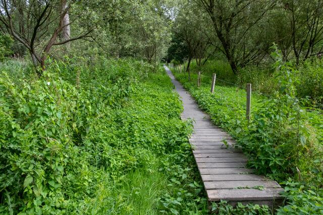 Antitankgracht en Haachts Broek