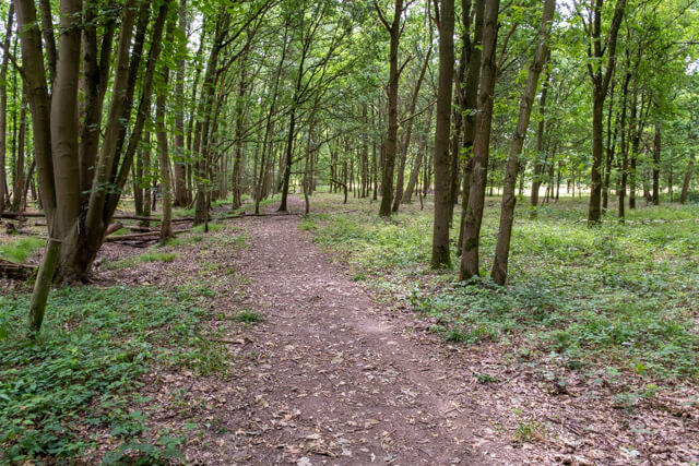 Antitankgracht en Haachts Broek