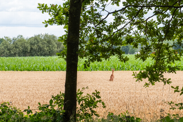 Antitankgracht en Haachts Broek