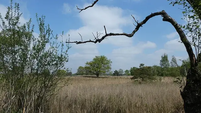 heath in nature reserve plateaux