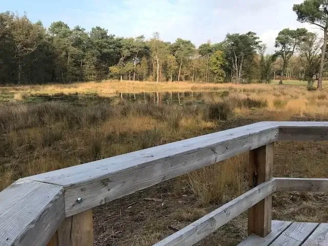 Brabantse Walview on bovenven