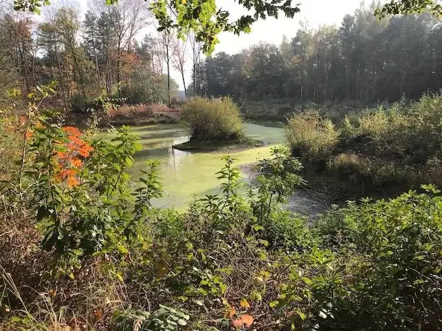lelievijver