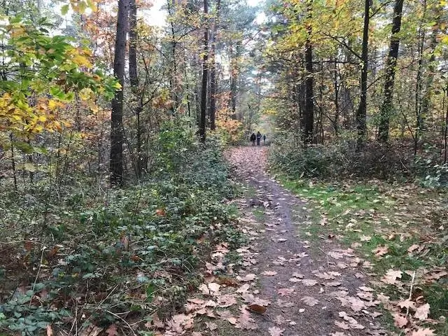 forest path