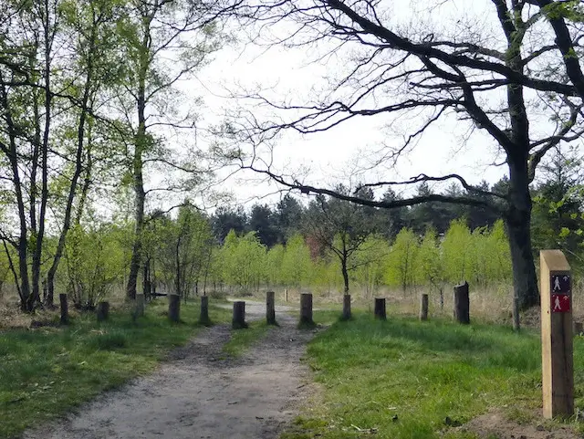 young trees
