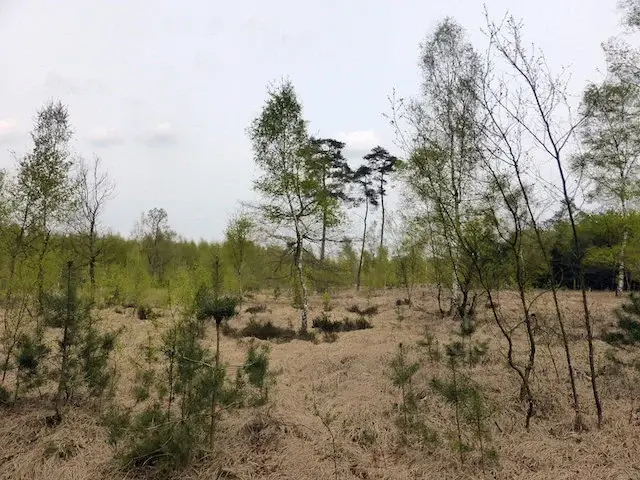 birch