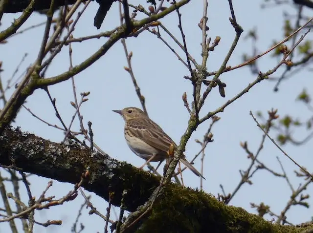 tree pipit