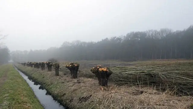 pollarded willows