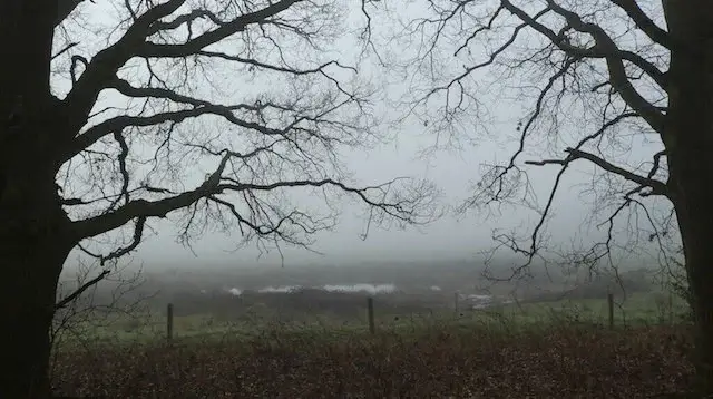 grassland