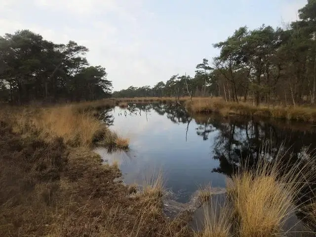 the ziggen