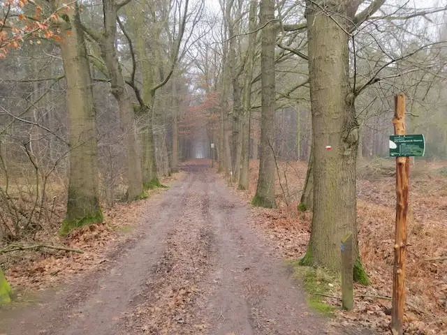 forest path