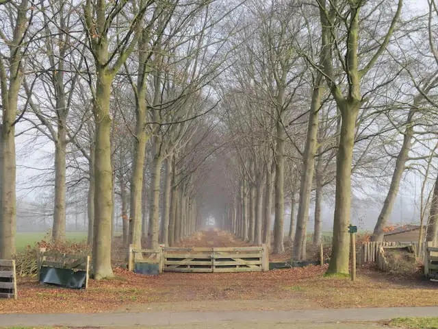 forest lane
