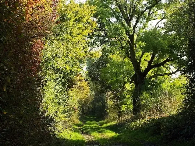 path in the maasheggen