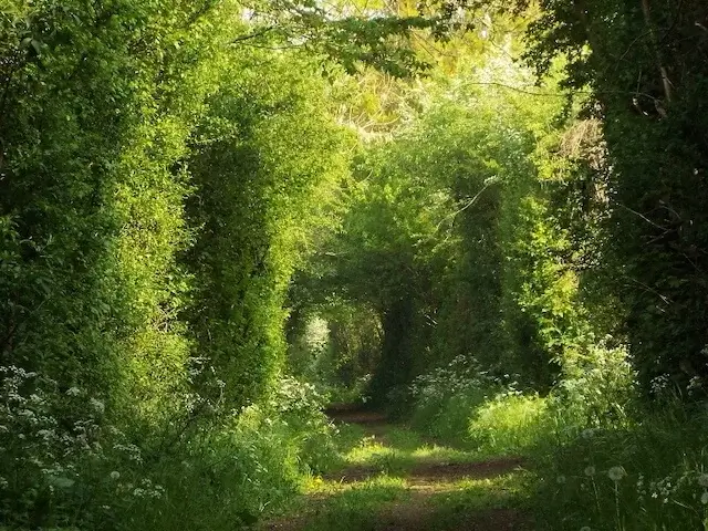 nice path in the maasheggen