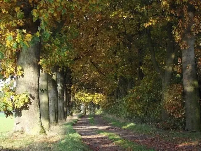 forest path in the grote moost