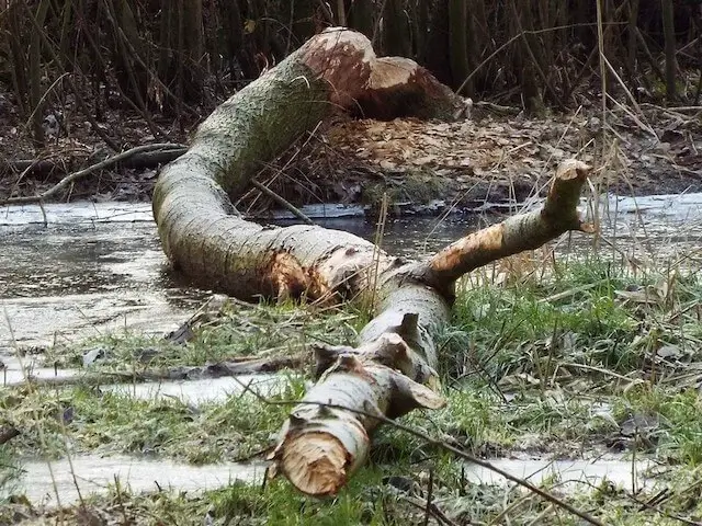 beaver tracks