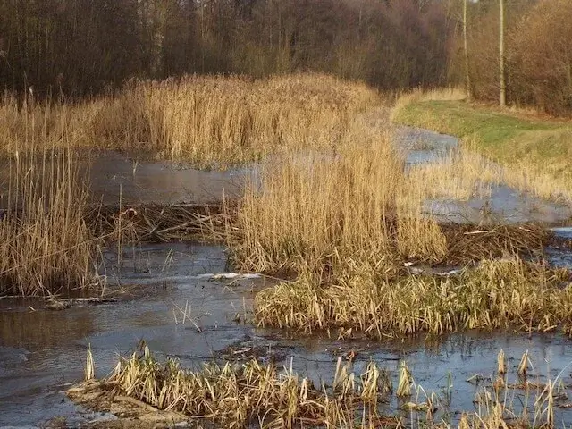 beaver dam