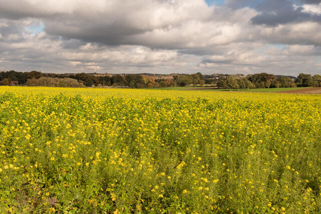 Broekemwandeling