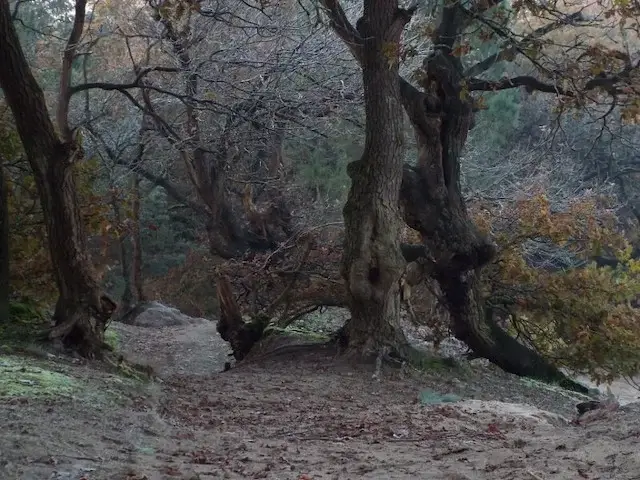 special trees