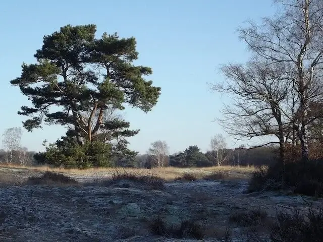 slabroekse heather