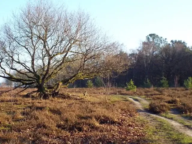 munseheide