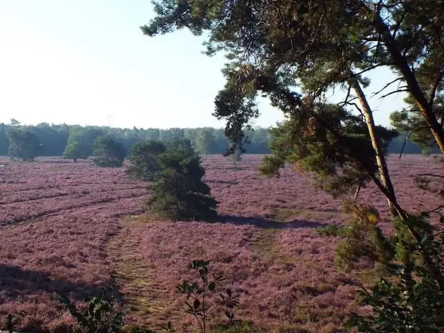 view from the slabroekse bergen