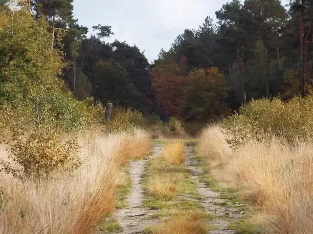 path in the peelse heide