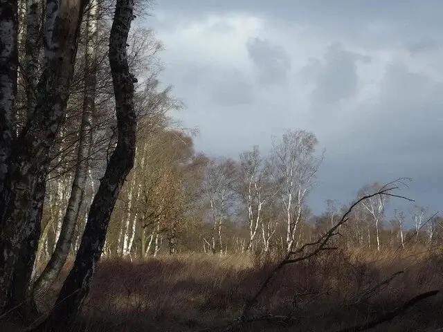 the reuselse moeren