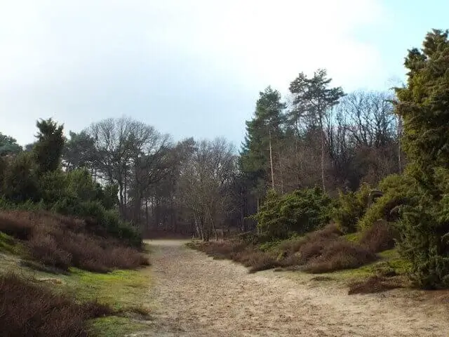 juniper bushes