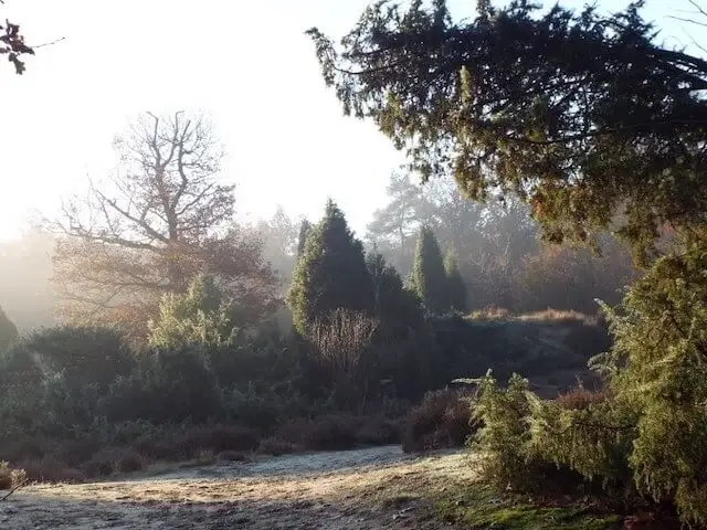 juniper bushes