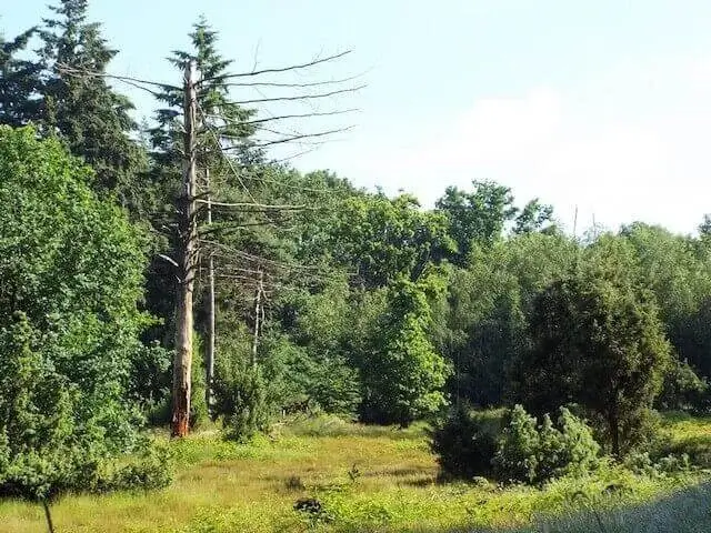 juniper bushes
