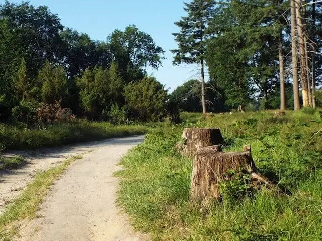path wit juniper bushes