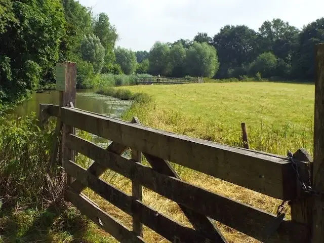dommel