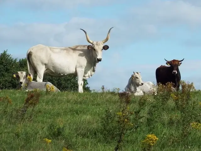 maremmana cattle