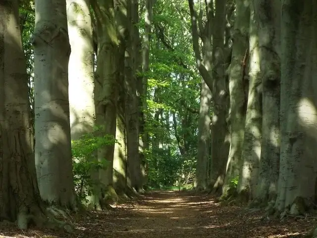 beech avenue in Lievendael estate