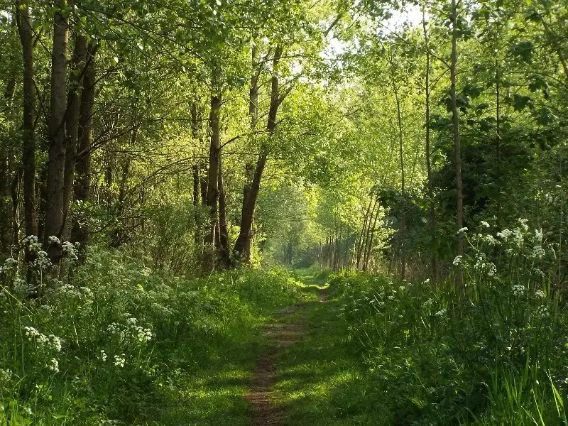 path in heerendonk forest