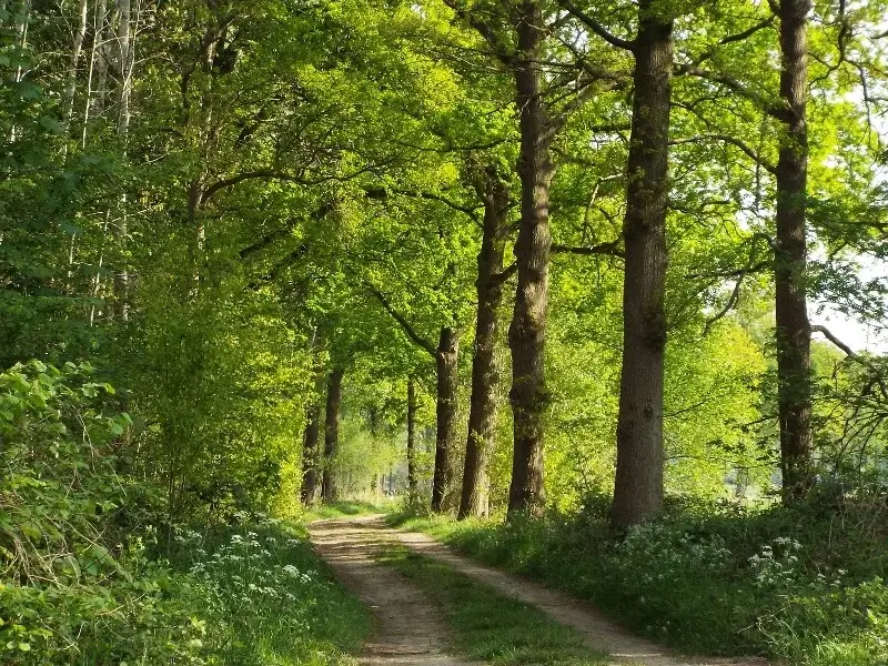 road to the city of gerwen