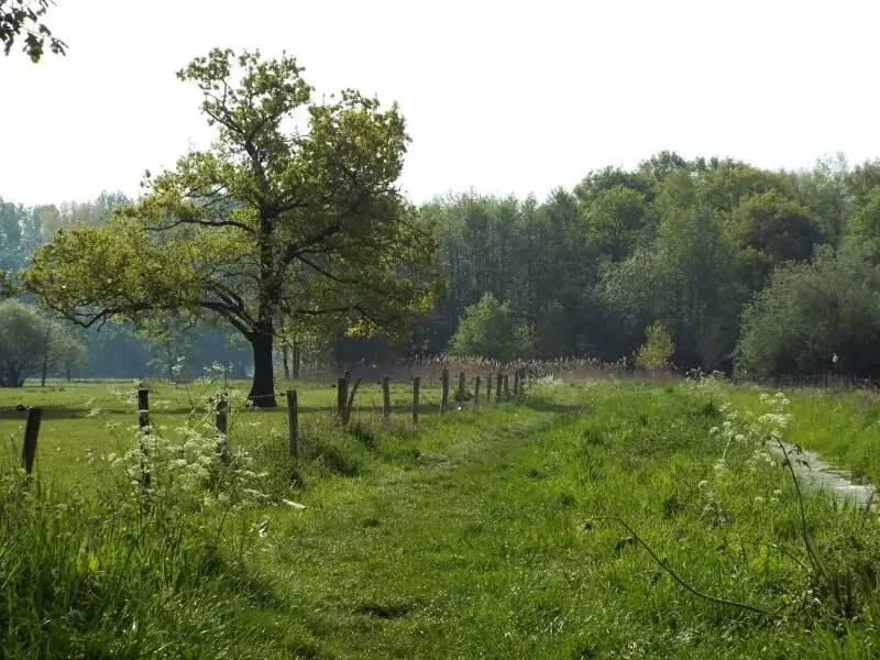 path through the meadows