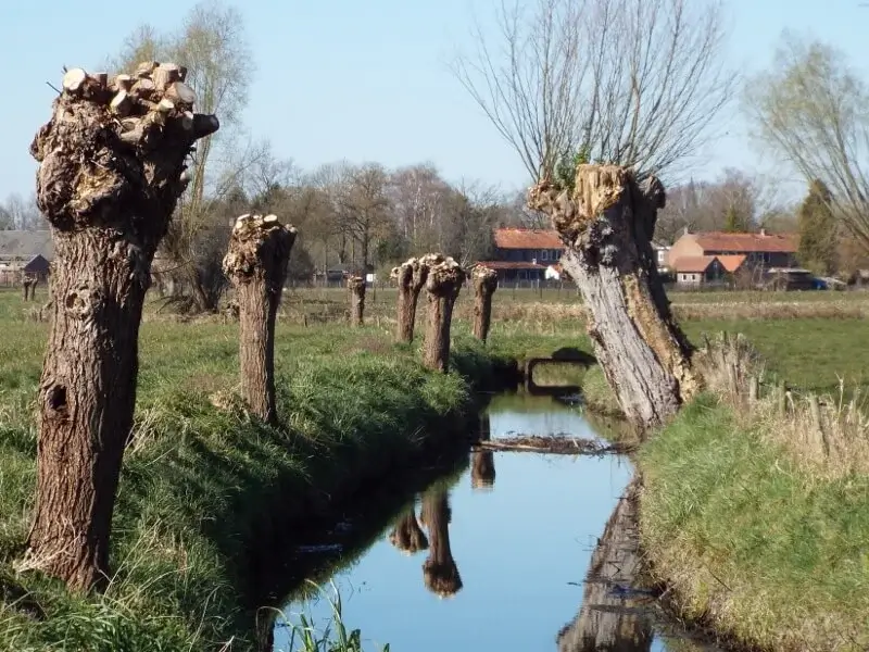 the breugelsche brook