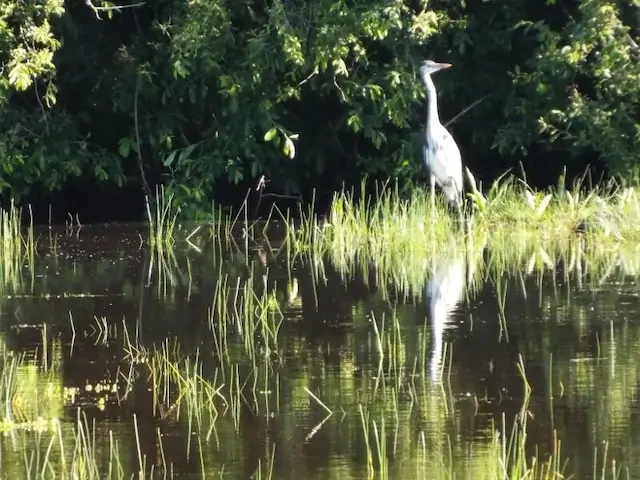 heron at the Heikant fen