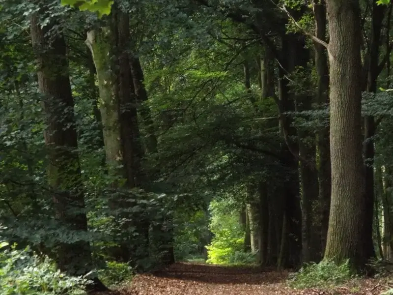 path in the spaanse bos