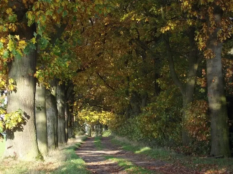 forest path near grote moost