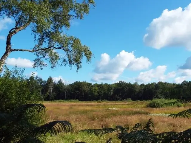 Cranendonck Forest