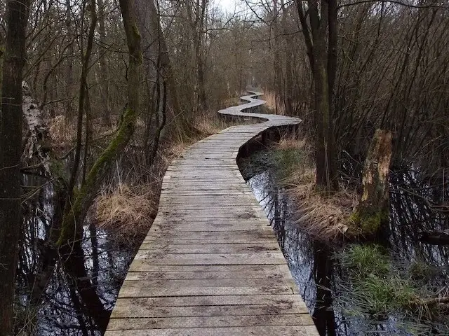 boardwalk in cranendonck forest