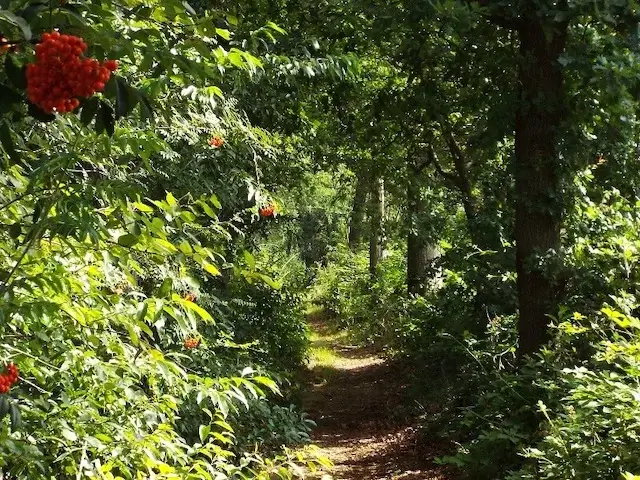 path through the molenheide