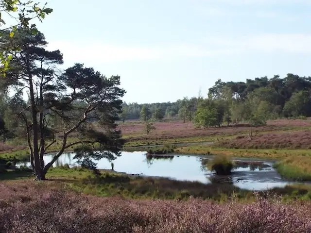 fen area