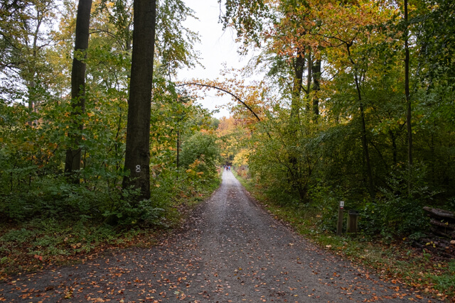 Mollendaal forest