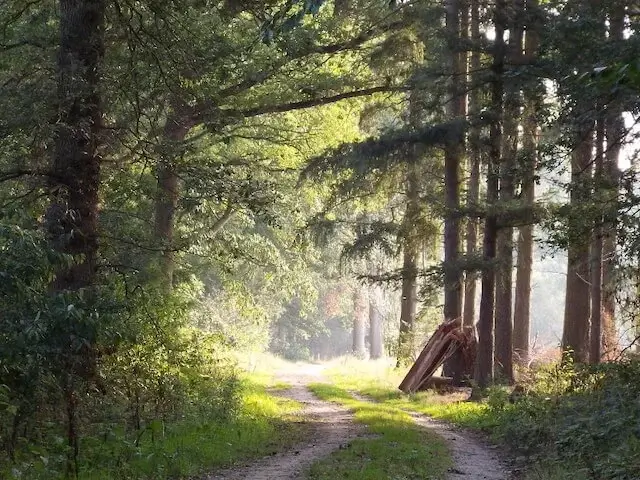 forest path the hoevens estate
